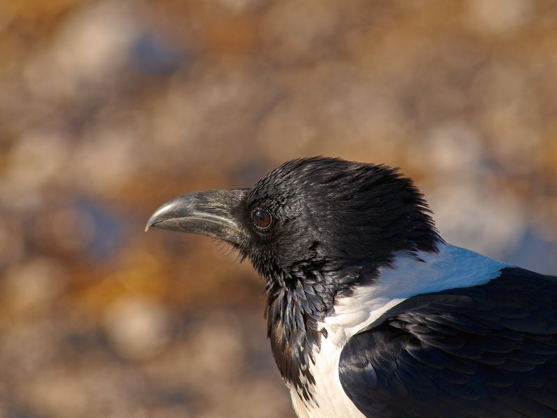 Etosha National Park, Crow
